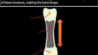 Bone Formation Growth [upl. by Farr]