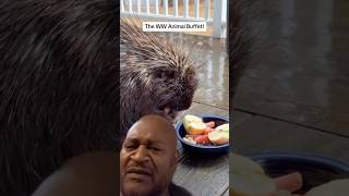 Spoiled PORCUPINE Eat BETTER Than Most HUMANS shorts animals commentary [upl. by Ttocs982]