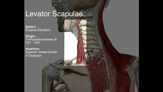 Levator Scapulae  Origin and Insertion [upl. by Schulz]