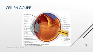 1 Cours Analyse de la vision  Anatomie de l’œil  BTS OL [upl. by Nybbor]