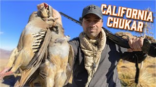 CHUKAR hunting the most dangerous amp steep area [upl. by Rue]