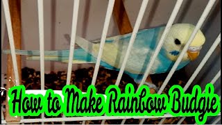 How to Produce Rainbow Budgies  Best way to make Australian Rainbow Budgie [upl. by Riegel431]