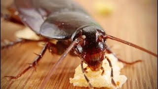 Easy Home Remedy To Kill Cockroaches 🪳 [upl. by Mooney]