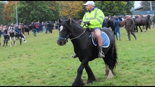 Horse Rider in Shorts on Cold Day Ballinasloe Horse Fair [upl. by Broome142]