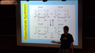 Disaccharide Synthesis [upl. by Wedurn]