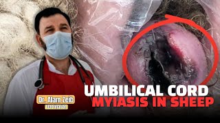 Umbilical Cord Myiasis in Sheep Diagnosis Treatment amp Prevention  Dr Alam Zeb [upl. by Lenor]