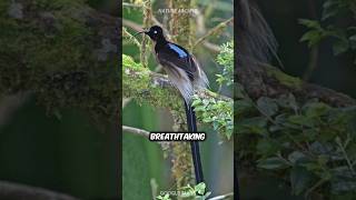 Black Sicklebill 🐦‍⬛ Bird of Paradise [upl. by Madalena]