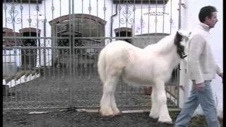 GYPSY COB FILLY BRACKENHILL GHOST 5 12 MONTHS OLD [upl. by Buffo]