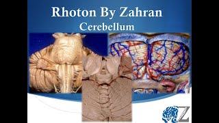 Rhoton By Zahran 10 Cerebellum [upl. by Rauch881]