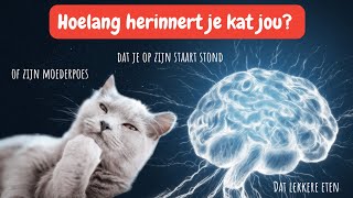 Geheugen van een kat zo herinneren katten hun baasjes misbruik hun moeder kattengeheugen uitleg [upl. by Ioj]