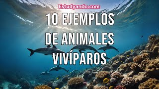 10 Ejemplos de Animales Vivíparos [upl. by Towbin492]