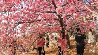 Cherry Blossom Festival Japan Walking Tour  4K  Matsuda Sakura Matsuri [upl. by Anived]