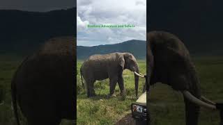 Tusked Africa Elephant sighting on Safari Massi Mara Kenyawildlife africanelephants maasaimara [upl. by Ynoble]