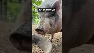 What do pigs eat pigs animalrescue animalshelter [upl. by Norita481]