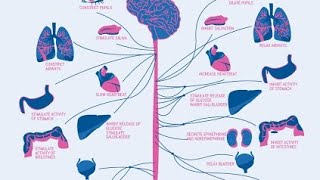 Cholinergic neurotransmission 3 [upl. by Ludwigg]