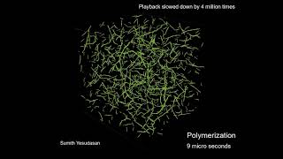 Latest Fibrin Clot Formation Simulation using my Reactive CGMD model [upl. by Enomahs]