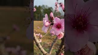 quotSpringtime Orchard Peach Pear and Nectarine Trees in Full Bloomquot [upl. by Emery]