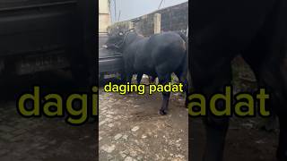 Black angus bantengsapi cow animals shortvideo shortsviral shorts short comedy india [upl. by Nnylodnewg]