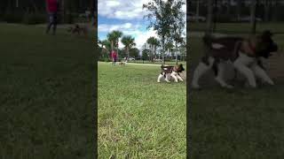 American Akita puppy plays with Cur puppy  First day at dog park [upl. by Melena]