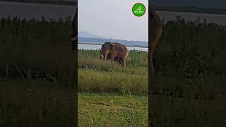 Have you seen a onetusked elephant [upl. by Averell]