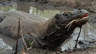 Bathing and rubbing his body in mud 😲😨😨 [upl. by Aibara]