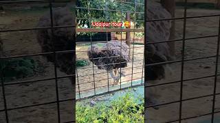 Udaipur tour ki yaaden 😉  tourism in udaipur tour udaipur rajasthan zoo park [upl. by Notak576]