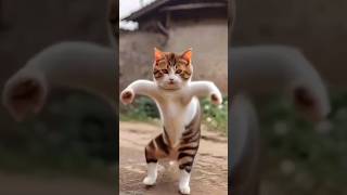 funny cat dance shorts youtubeshorts funny dance plzsubscribemychannel [upl. by Mcnally165]