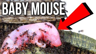 I Fed My Ant Colony A Baby Mouse [upl. by Amzu]