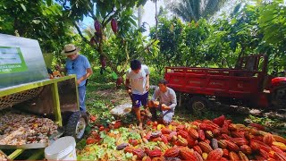 Probando una maquina despulpadora de granos de cacao en baba [upl. by Otinauj]