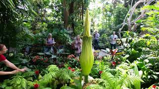 The rise and fall of Uncle Fester at Bloedel Conservatory [upl. by Mulford]