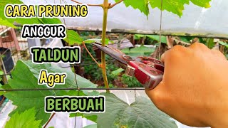 Cara Pruning Anggur TALDUN Agar Berbuah Lebat‼️ [upl. by Switzer]