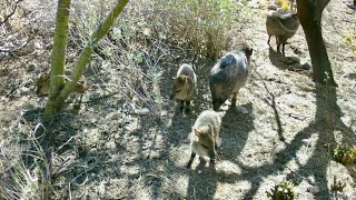 Three baby Javelinas hanging around with Javier and friends [upl. by Esmerolda204]