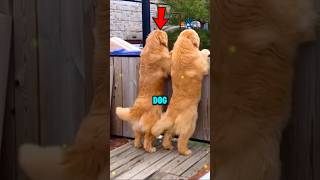 WHY Do Dogs Wiggle Their TAIL 😨 [upl. by Shawn]