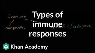 Types of immune responses Innate and adaptive humoral vs cellmediated  NCLEXRN  Khan Academy [upl. by Ariamoy259]