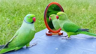 Green Parrot Talking [upl. by Olen]