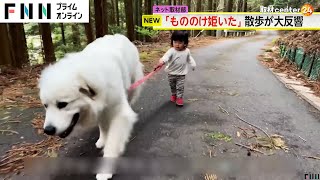 まるで「もののけ姫」？ 超大型犬と1歳女児の“お散歩映像” 再生回数が1700万回超 [upl. by Ettevad]