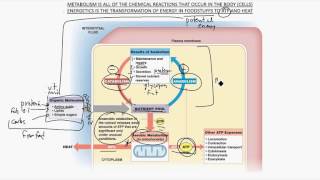 Metabolism amp Energetics [upl. by Edrock]