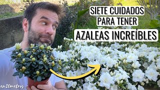 7 CUIDADOS para tener AZALEAS INCREÍBLES más flores y más duraderas  en20metros [upl. by Rotciv]