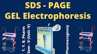 SDS PAGE GEL electrophoresis I polyacrylamide gel electrophoresis I HINDI [upl. by Ahcsas]