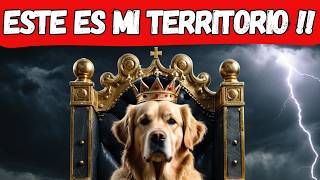 8 Secretos que tu Perro 🐶 no te Dijo sobre ser el REY de la Casa🏠 [upl. by Alberta28]