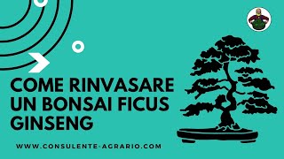 Come rinvasare un bonsai ficus ginseng  Come rinvasare un bonsai [upl. by Aika]