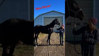 Racehorse to Showjumper [upl. by Nirre]