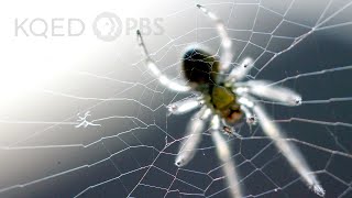 Is a Spiders Web a Part of Its Mind  Deep Look [upl. by Cesya]