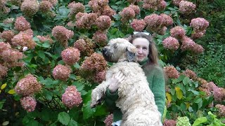 Wheaten Terrier Pup  Arrival [upl. by Loginov]