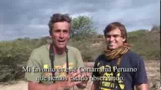 Birding and Fishing Cabo Blanco  Spanish version [upl. by Nyrroc]