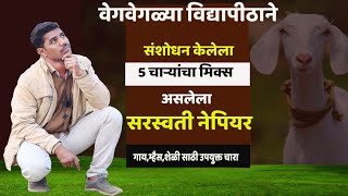 5 चाऱ्यांचा मिक्स असलेला चारा म्हणजे सरस्वती नेपियर  शेळीपालन चारा cow buffalo चाऱ्याचे नियोजन [upl. by Nyloj184]