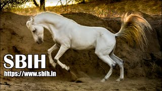 SBIH Launch  Indigenous Horse Breeds  INDIA [upl. by Leterg]