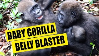 baby gorilla belly blaster [upl. by Jannelle715]