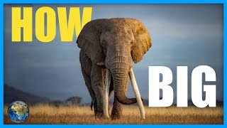 How Big Do African Elephants Get [upl. by Nimrac124]