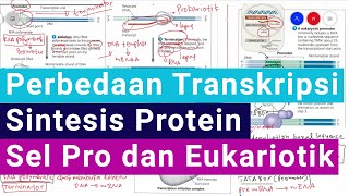 Perbedaan Proses Transkripsi Sintesis Protein pada Sel Prokariotik dan Sel Eukariotik [upl. by Yarb]